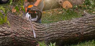 How Our Tree Care Process Works  in Midland City, AL